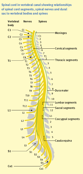 spinal-cord.gif